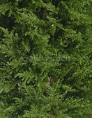 Кипарис искусственное дерево (тауэр элегант)
