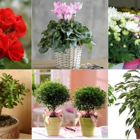 Растения, приносящие счастье в дом