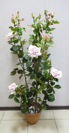 Роза мулен руж (розовая)
