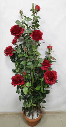 Роза дебруа (красная)