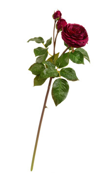 Роза искусственная (дэвид остин мидл (винная)