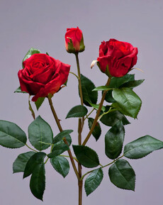 Роза флорибунда мидл (рубиново-красная)