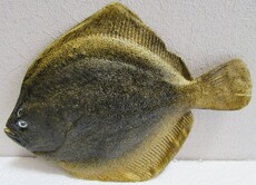 Рыба искусственная камбала муляж