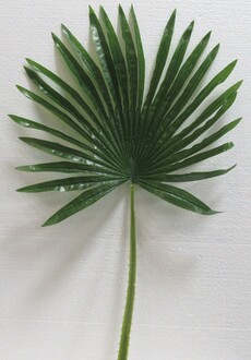 Ветка искусственная лист пальма веерная