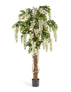 Вистерия дерево с цветами (белая)