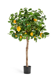 Дерево с плодами лимона