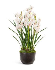 Орхидея цимбидиум куст