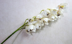 Орхидея искусственная цимбидиум латекс ветка (кремовый)
