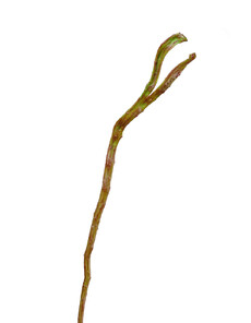 Ветка искусственная салекс (зелено-коричневая)