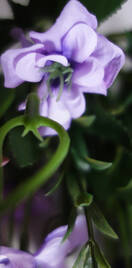 Сакура искусственный куст (фиолетовый)