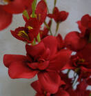 Орхидея искусственный куст (фаленопсис,красная)