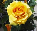 Роза искусственный куст (оранжевый)