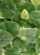 Фитооснова искусственная (газон) листья фиттонии