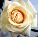 Роза искусственная ветка (бархат,персиковая)