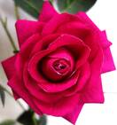 Роза искусственная ветка (бархат,малиновая)