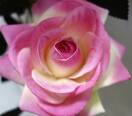 Роза искусственная ветка (бархат,розовая)