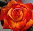 Роза искусственная ветка (бархат,оранжевая)