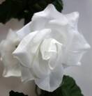 Лиана искусственная гирлянда цепочка из роз (белая)