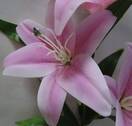 Лилия искусственная латекс ветка (розовая)