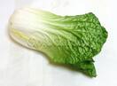 Муляж искусственный салат (зеленый)