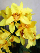Ампельный искусственный куст (орхидея (желтая)